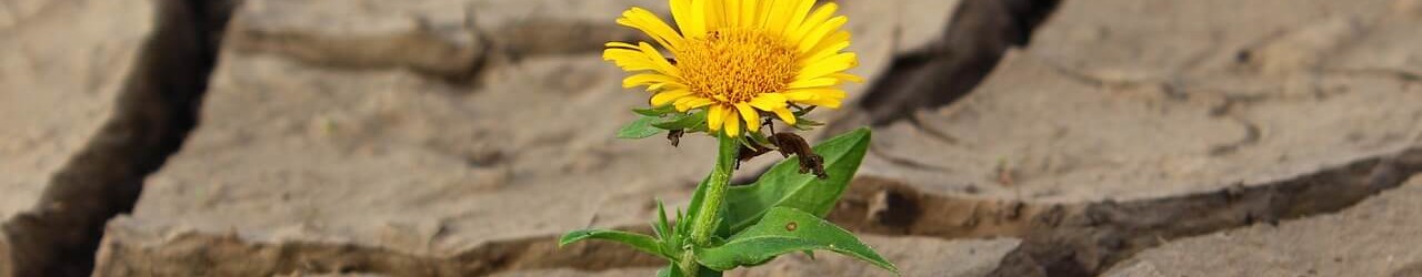 Fleur dans le désert