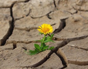 Fleur dans le désert