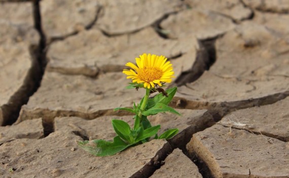 Fleur dans le désert